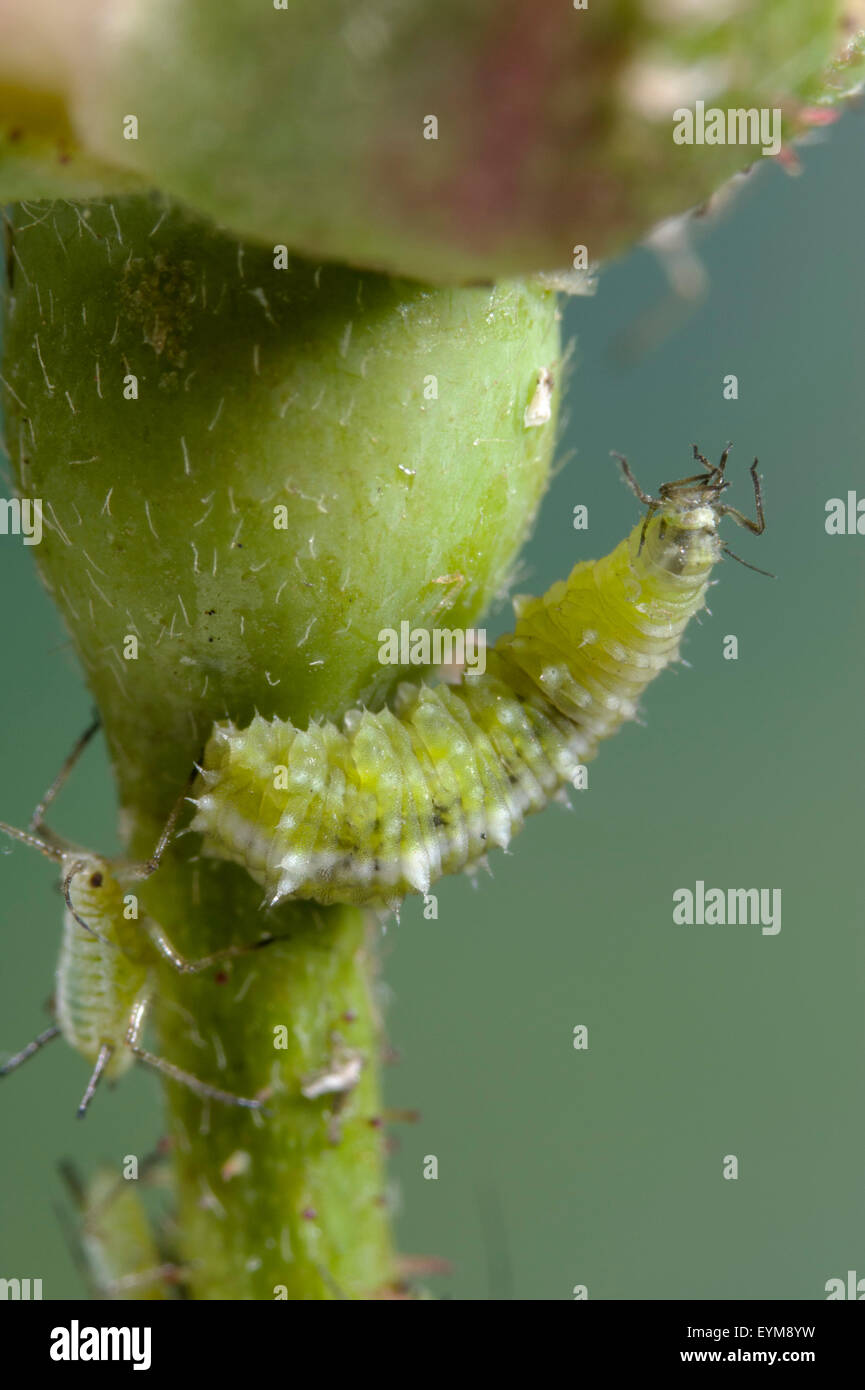 Hover fly larva feeding on aphids Stock Photo