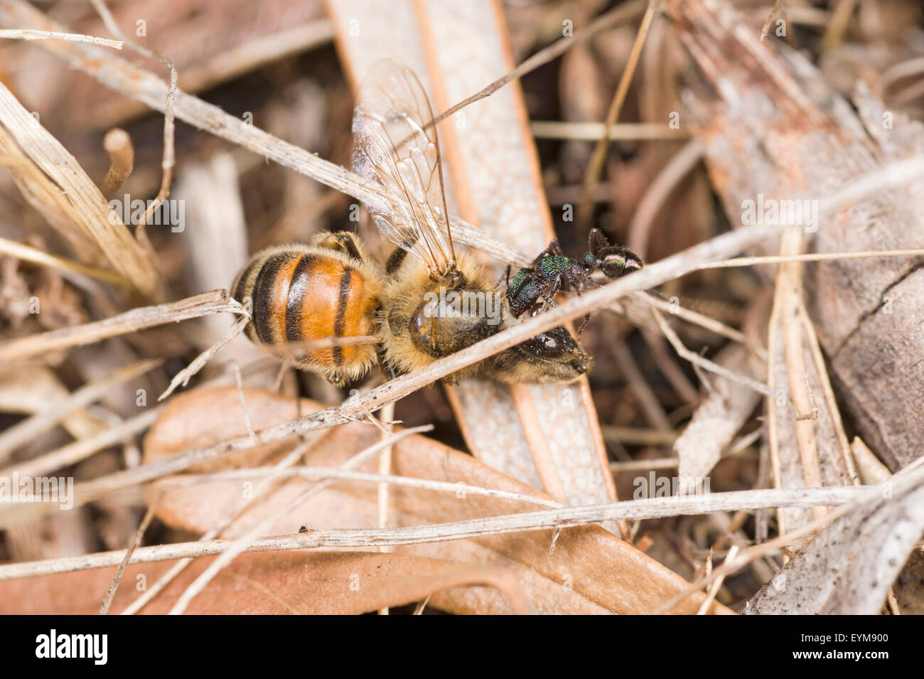 Green head ant dragging dead honey bee Stock Photo Alamy