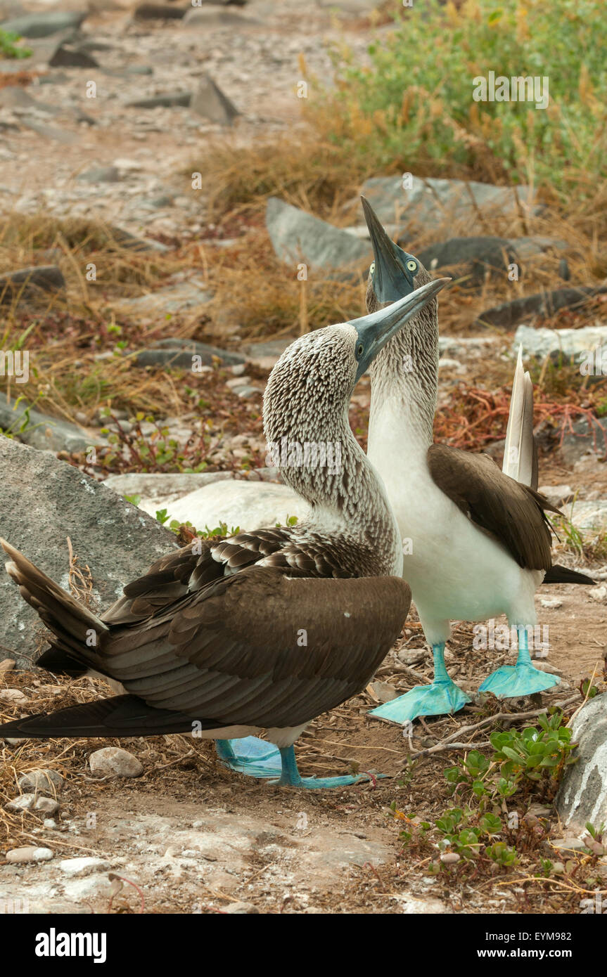Sula nebouxii, Blue-footed Boobies, Espanola Island, Galapagos Islands, Ecuador Stock Photo