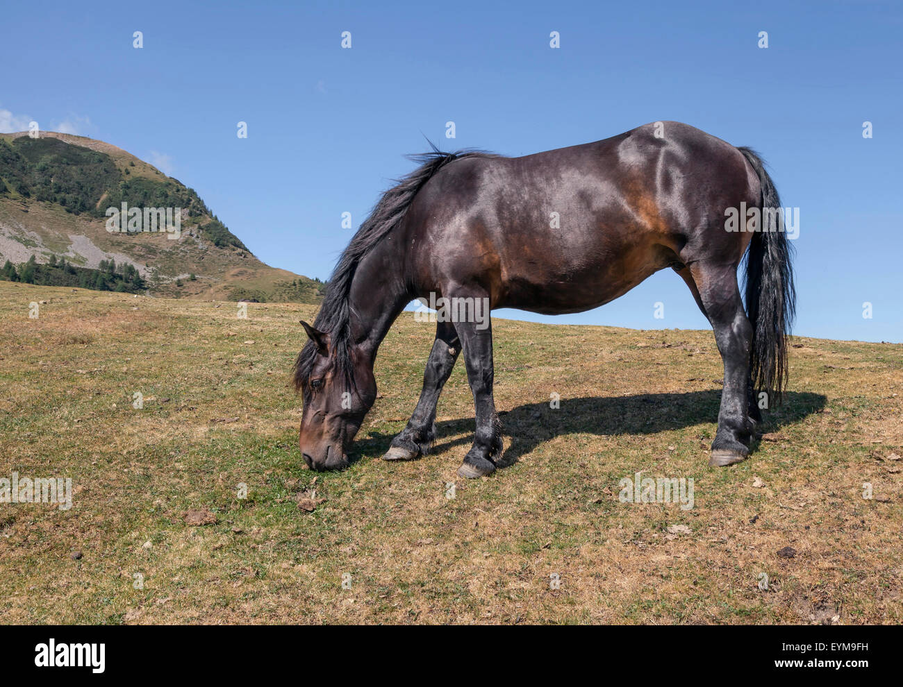 Pferd auf der Poludnig-Alm, Kärnten, Österreich Stock Photo