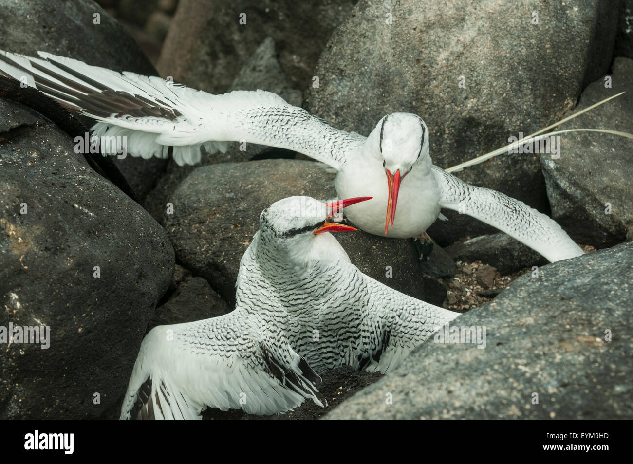 Phaethon aethereus mesonauta, Red-billed Tropicbirds Fighting, Espanola Island, Galapagos Islands, Ecuador Stock Photo