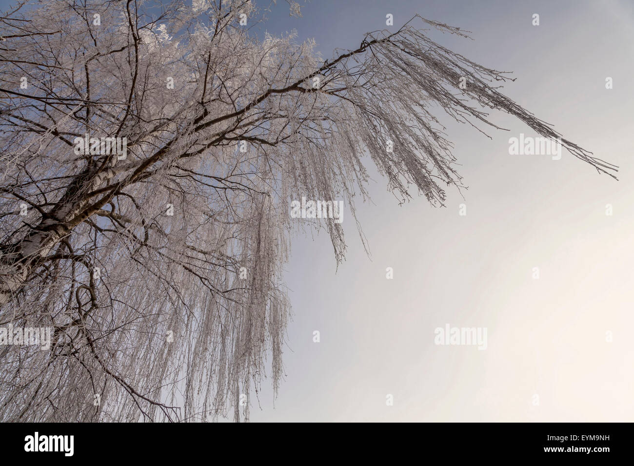 Birke mit Raureif Stock Photo