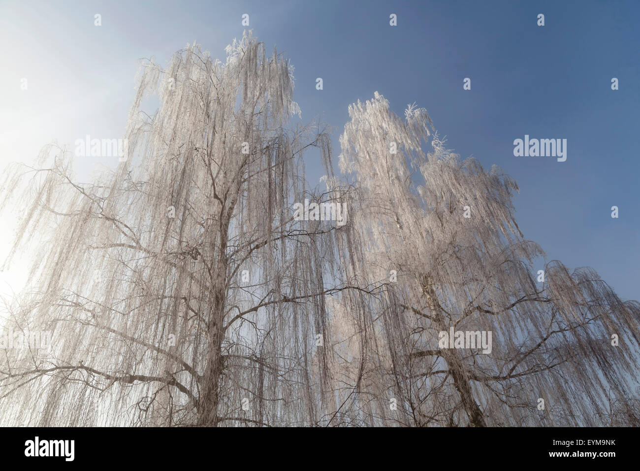 Birke mit Raureif Stock Photo