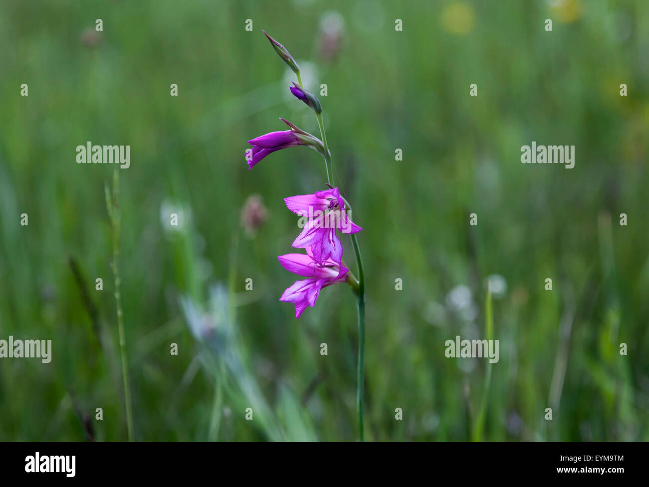 Illyrische Gladiole, einziges und nördlichstes Vorkommen in Österreich bei Oberschütt, Kärnten Stock Photo