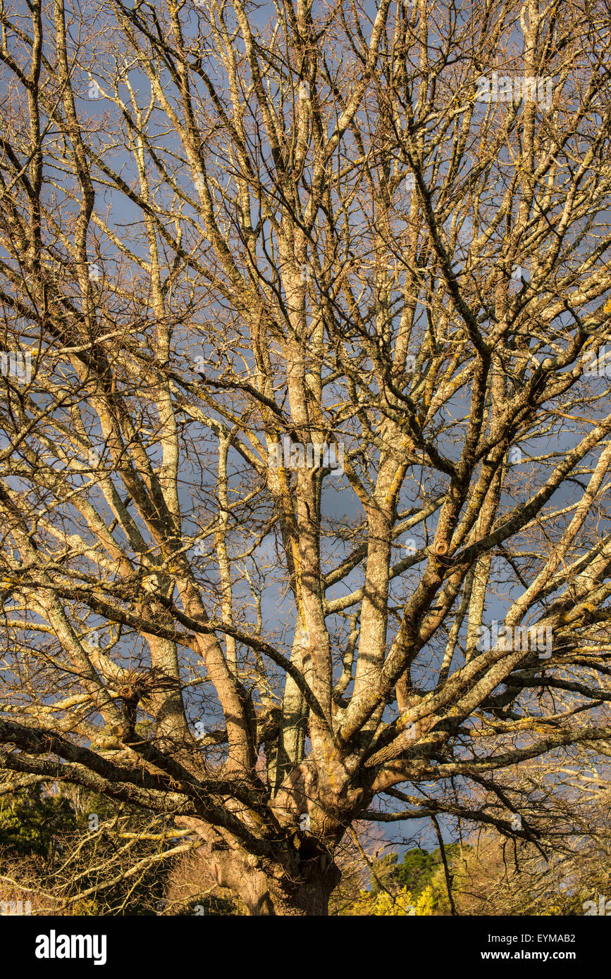 Deciduous tree in winter, Smythesdale, Victoria Stock Photo