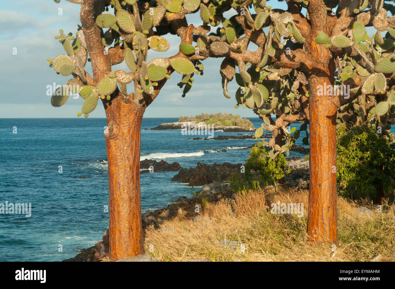 Cactus Trees, Sante Fe Island, Galapagos Islands, Ecuador Stock Photo