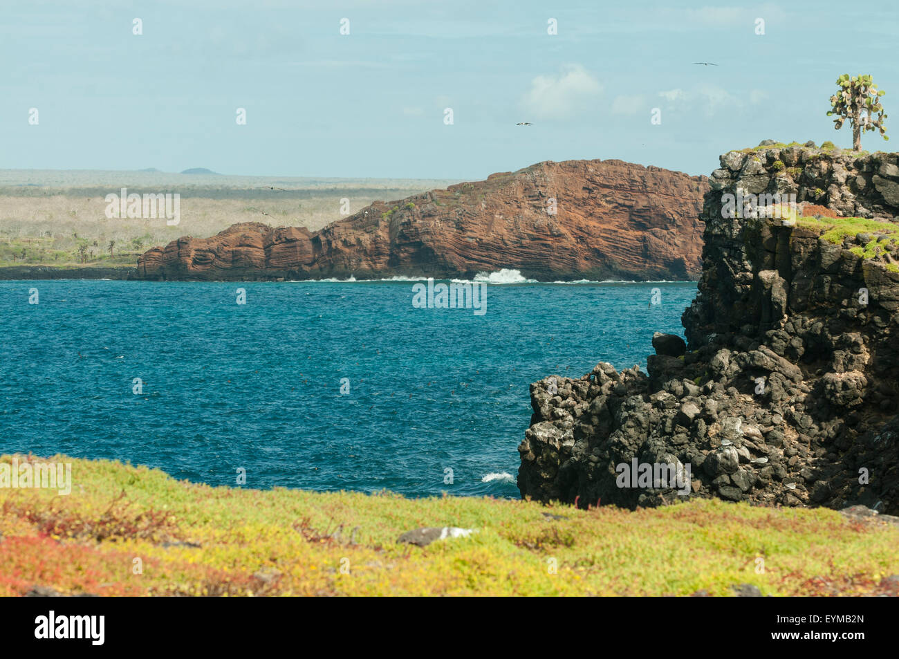 South Plaza Island, Galapagos Islands, Ecuador Stock Photo