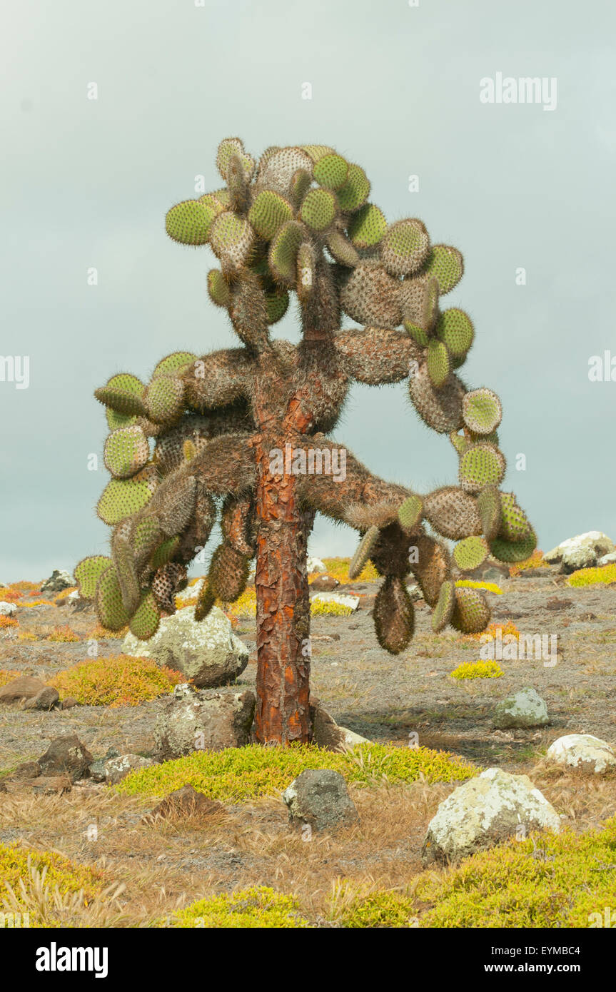 Cactus Tree on South Plaza Island, Galapagos Islands, Ecuador Stock Photo