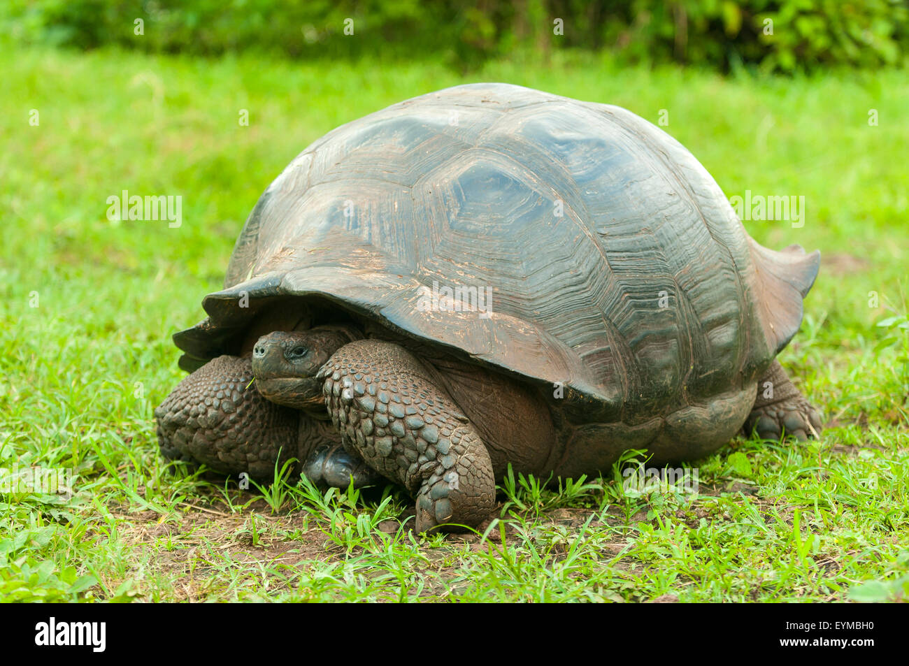 Giant Tortoise at Santa Cruz Highlands, Galapagos Islands, Ecuador Stock Photo