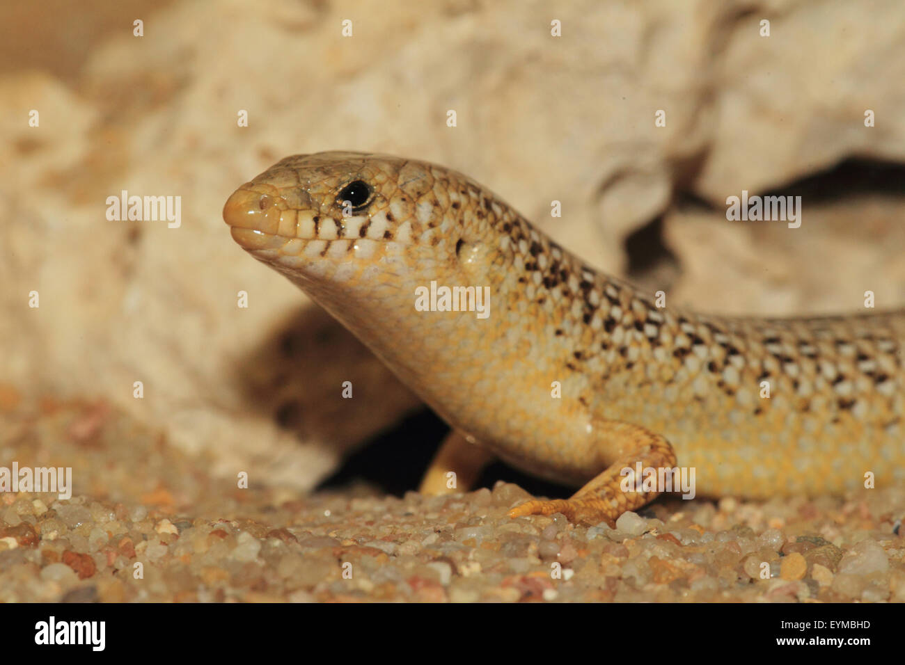 Mottled Walzenskink, Chalcides ocellatus Stock Photo
