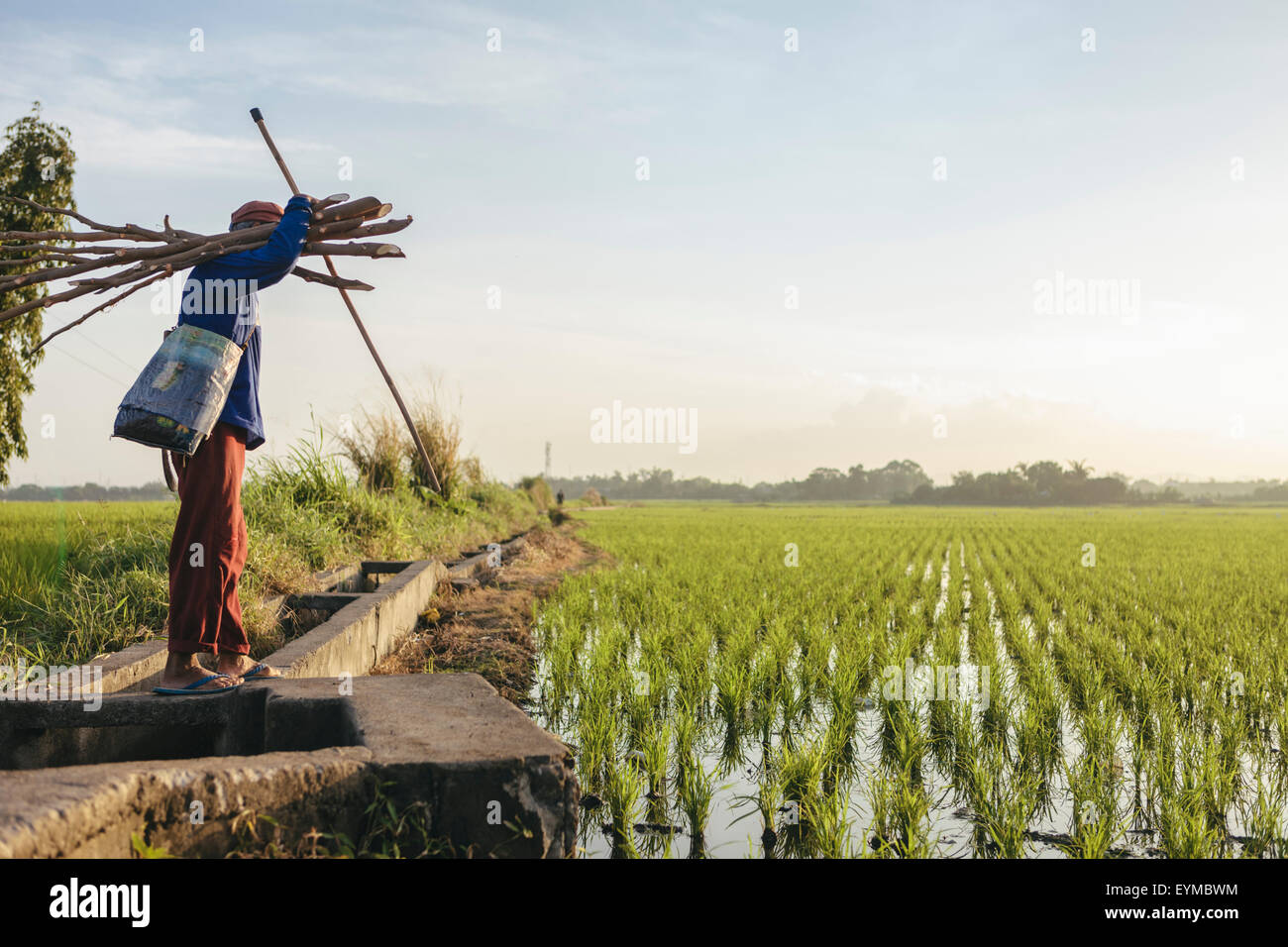 Farmer in rice field Stock Photo
