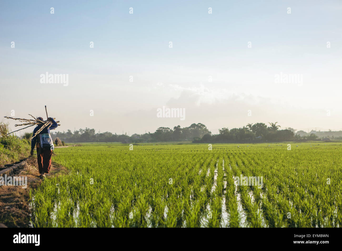 Farmer in rice field Stock Photo