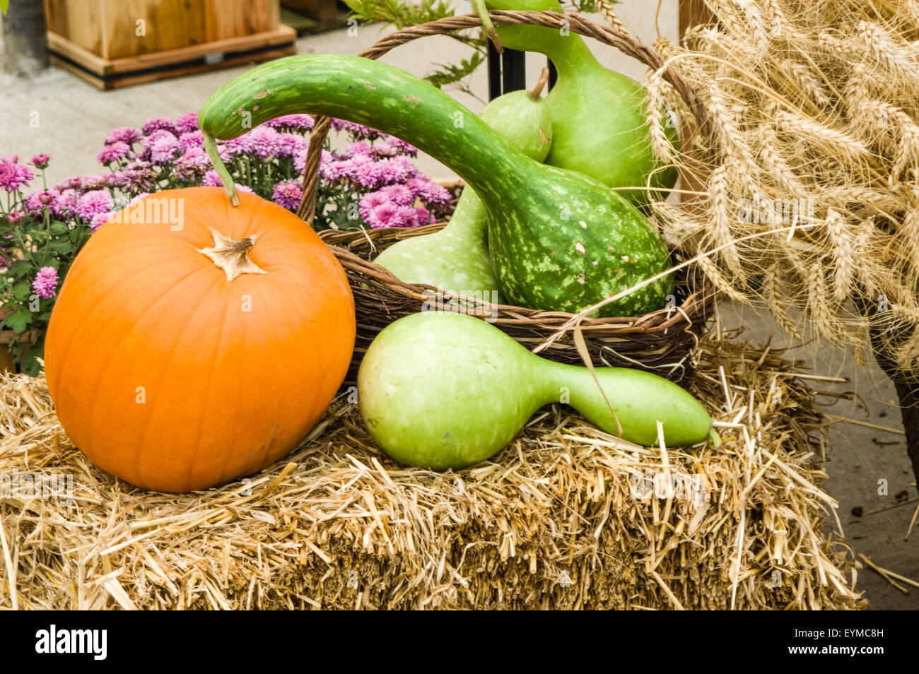 A display of squash pumpkins and gourds on a hay bale Stock Photo - Alamy