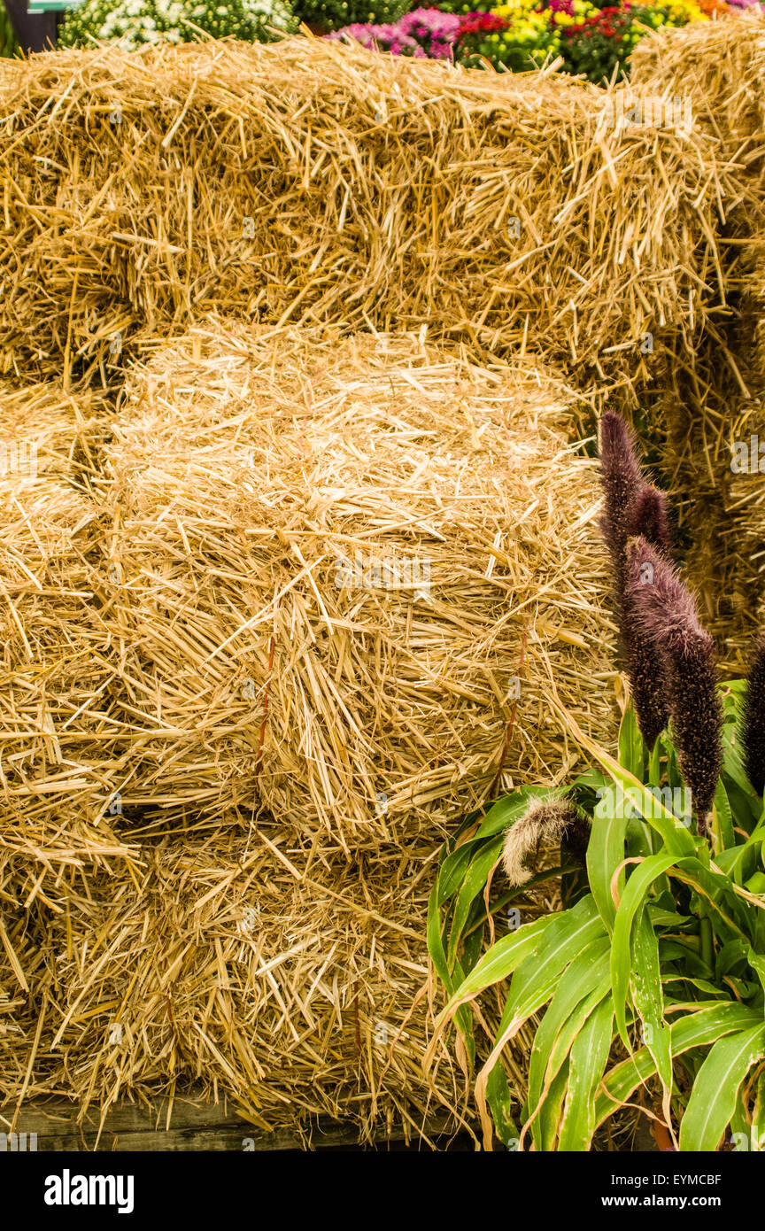 Bales of hay or straw stacked in a display Stock Photo