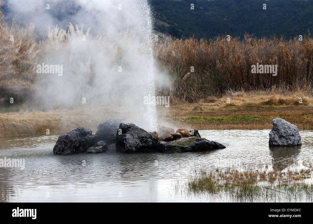 Geyser eruption in Calistoga, California Stock Photo Alamy