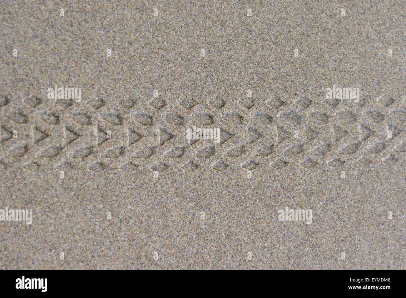 Bicycle tire tread marks in wet sand at the beach Stock Photo