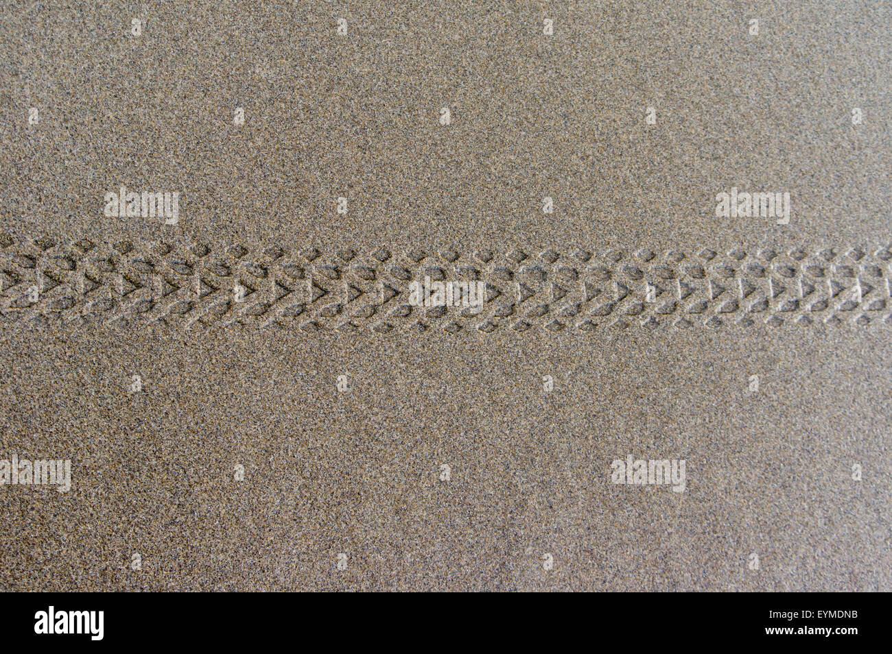 Bicycle tire tread marks in wet sand at the beach Stock Photo