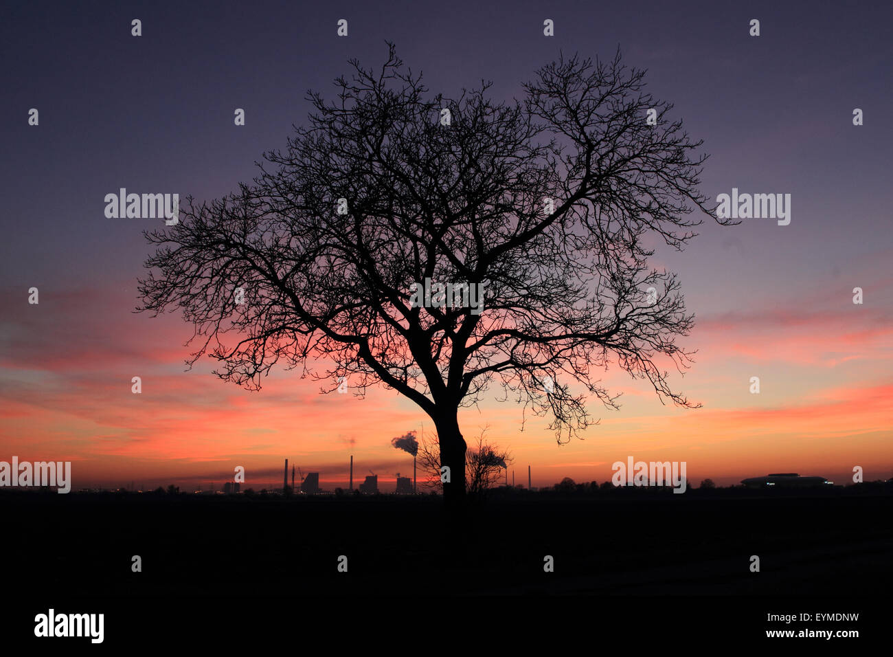 Walnut tree at sundown Stock Photo