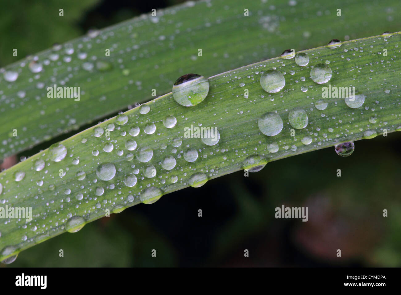 Drops of water on leaves Stock Photo