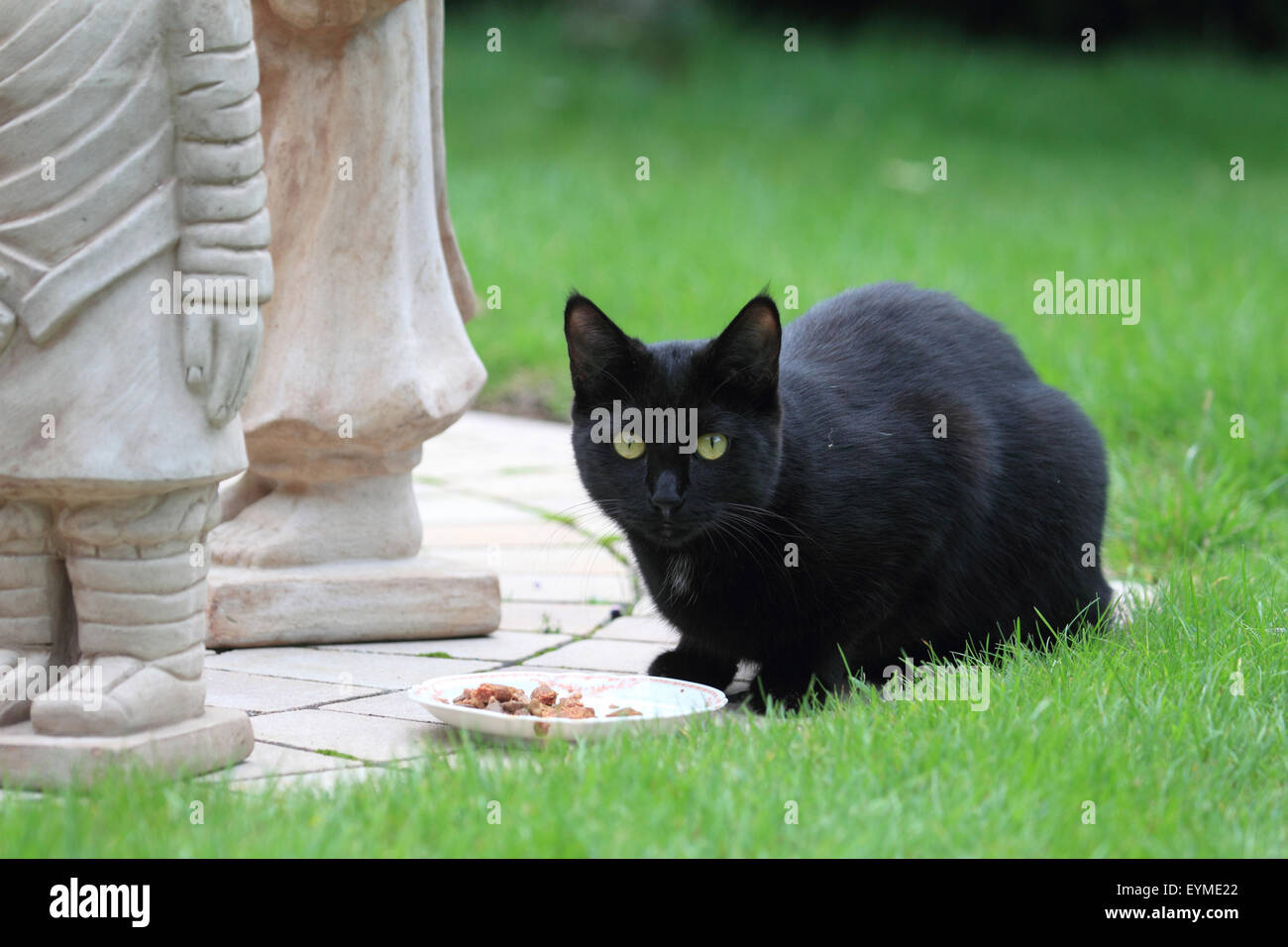 Black house cat at garden Stock Photo - Alamy