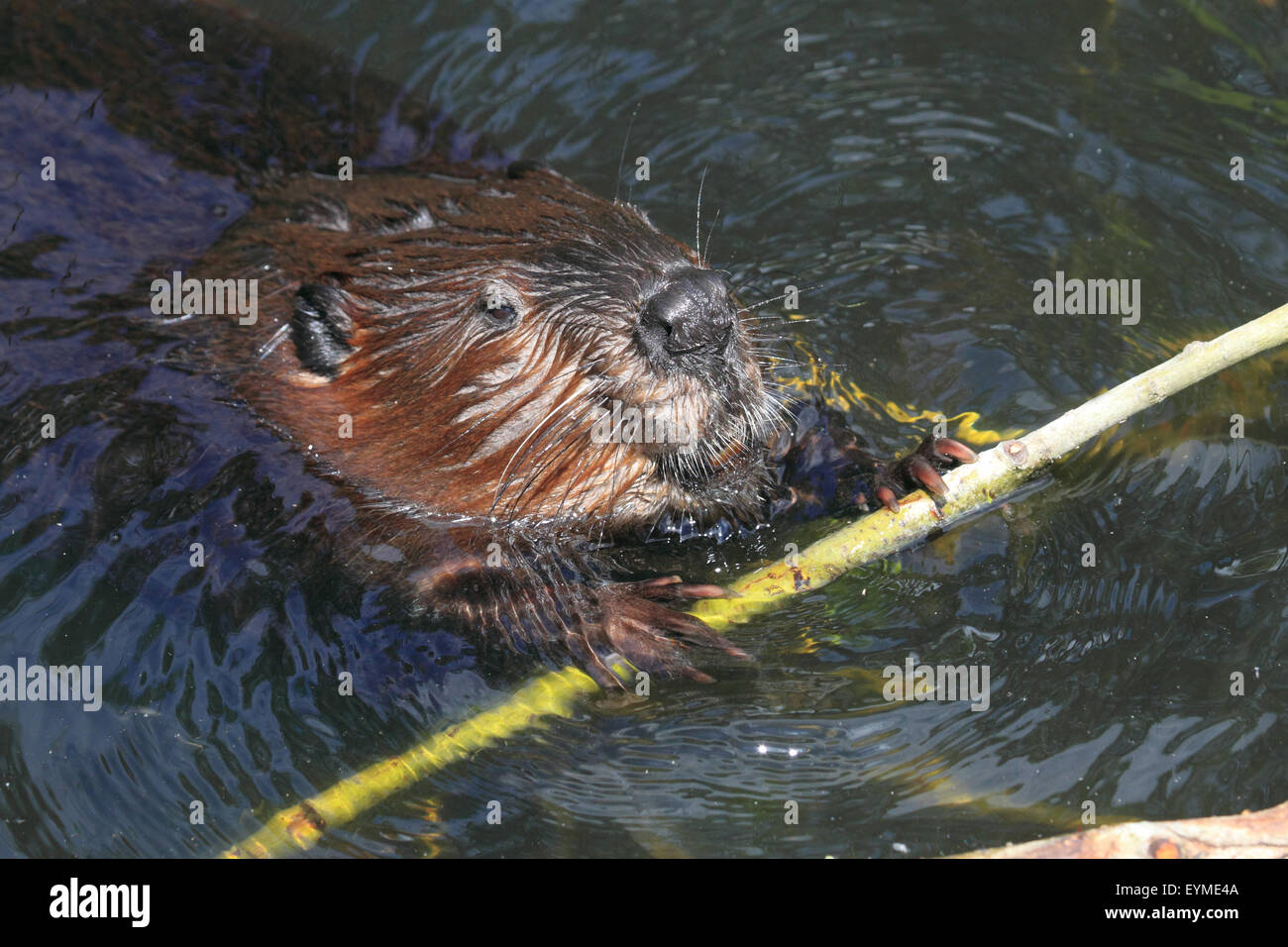 Beaver Inwater Beaver in water swim hi-res stock photography and images - Alamy