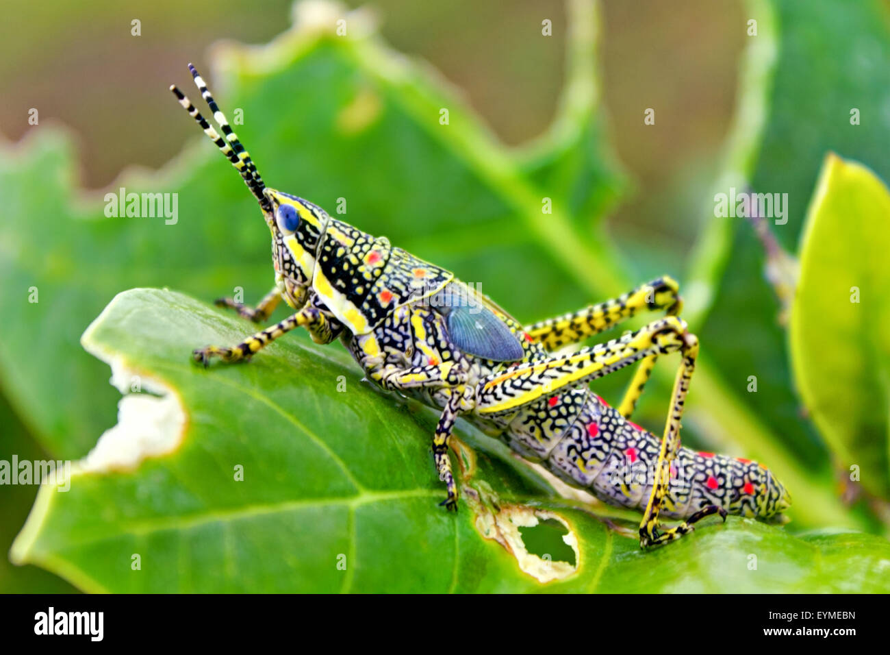 Ak immature Painted Poekilocerus pictus