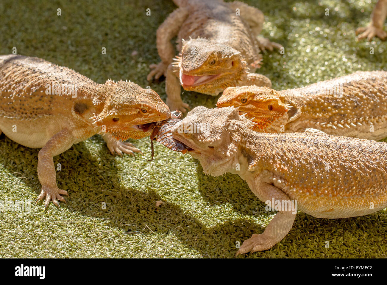 Lizard Defending Lizard Fighting Stock Photos & Lizard Fighting Stock Images - Alamy