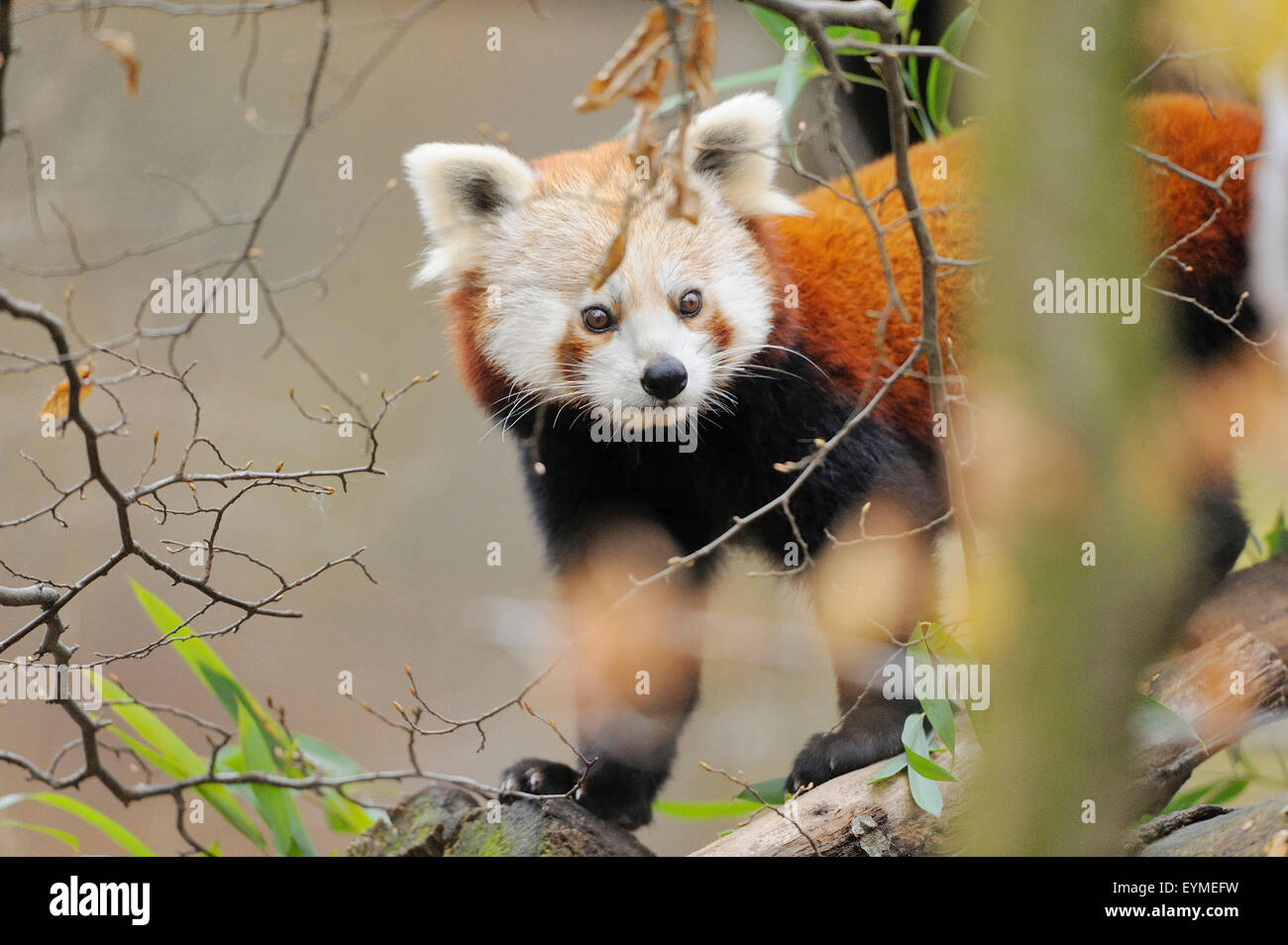 Lesser panda standing hi-res stock photography and images - Alamy