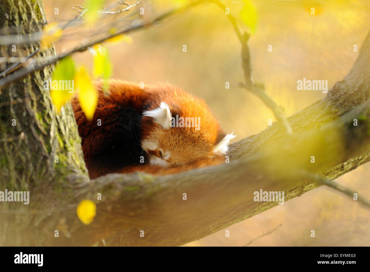 lesser panda, Ailurus fulgens, branch, side view, lying, sleeping Stock Photo