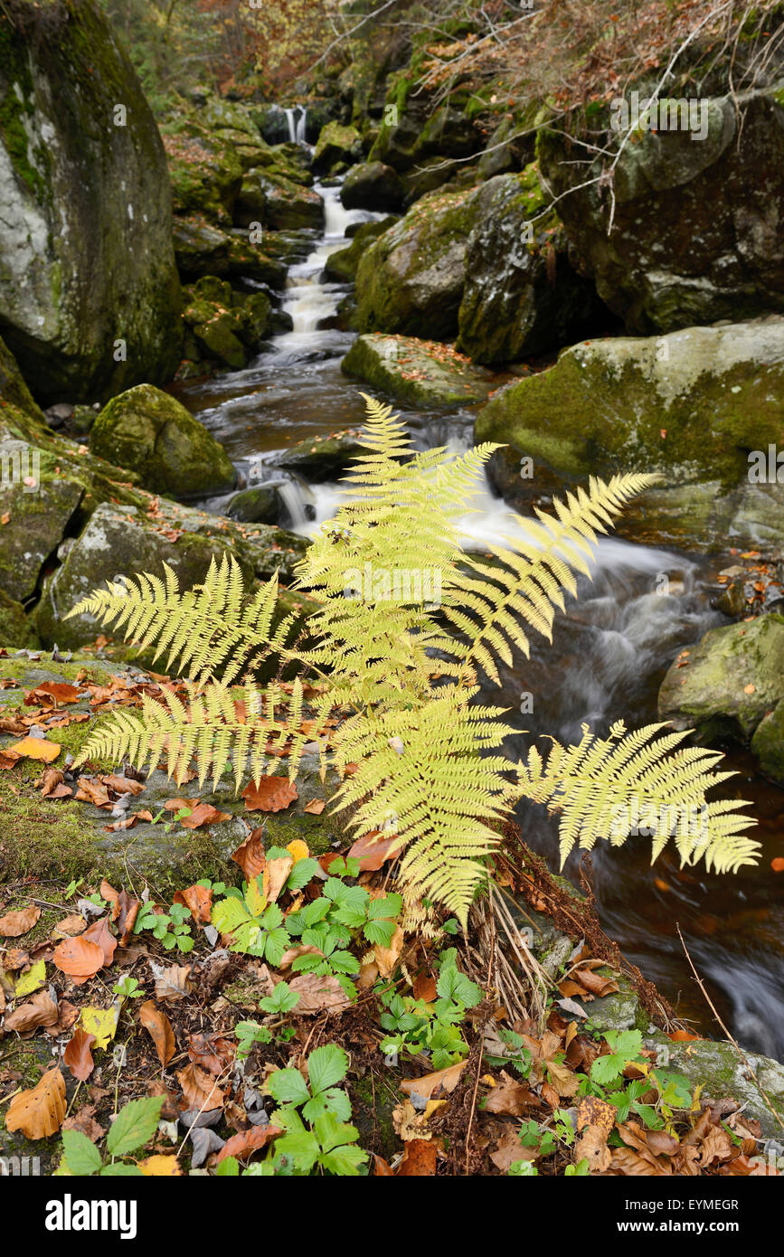 Real worm fern, Dryopteris filix-mas, watercourse, stones, brook, scenery, autumn Stock Photo