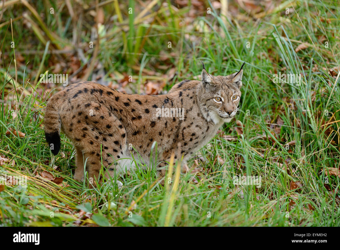 Eurasian lynx, Lynx lynx, side view, stand, look camera Stock Photo - Alamy
