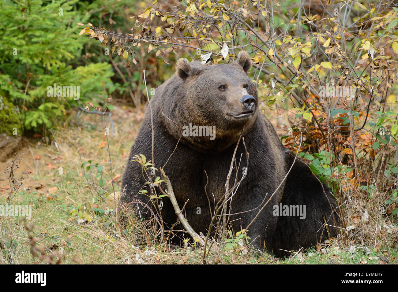 European brown bear (Ursus arctos arctos), frontal, sitting Stock Photo ...