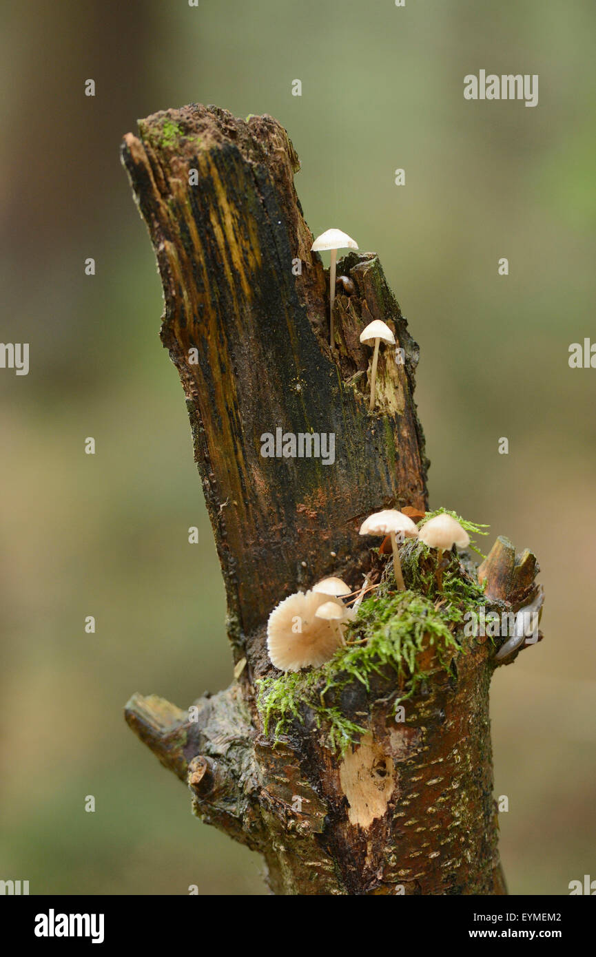 Spitzkegelige bald heads, Psilocybe semilanceata, trunk, rotten, autumn Stock Photo