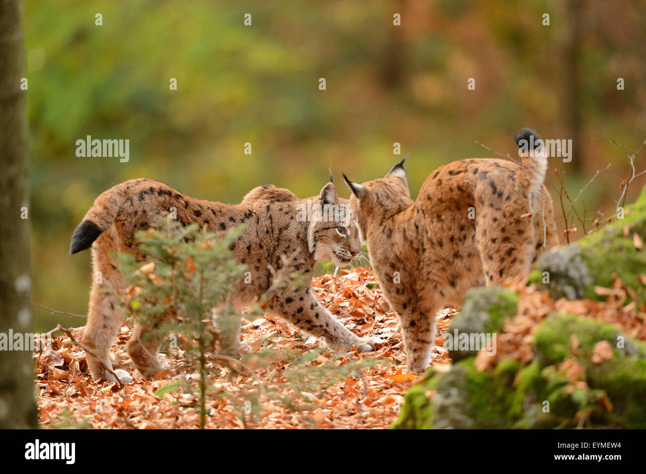 Eurasian lynxes, Lynx lynx, side view, standing, hail Stock Photo - Alamy