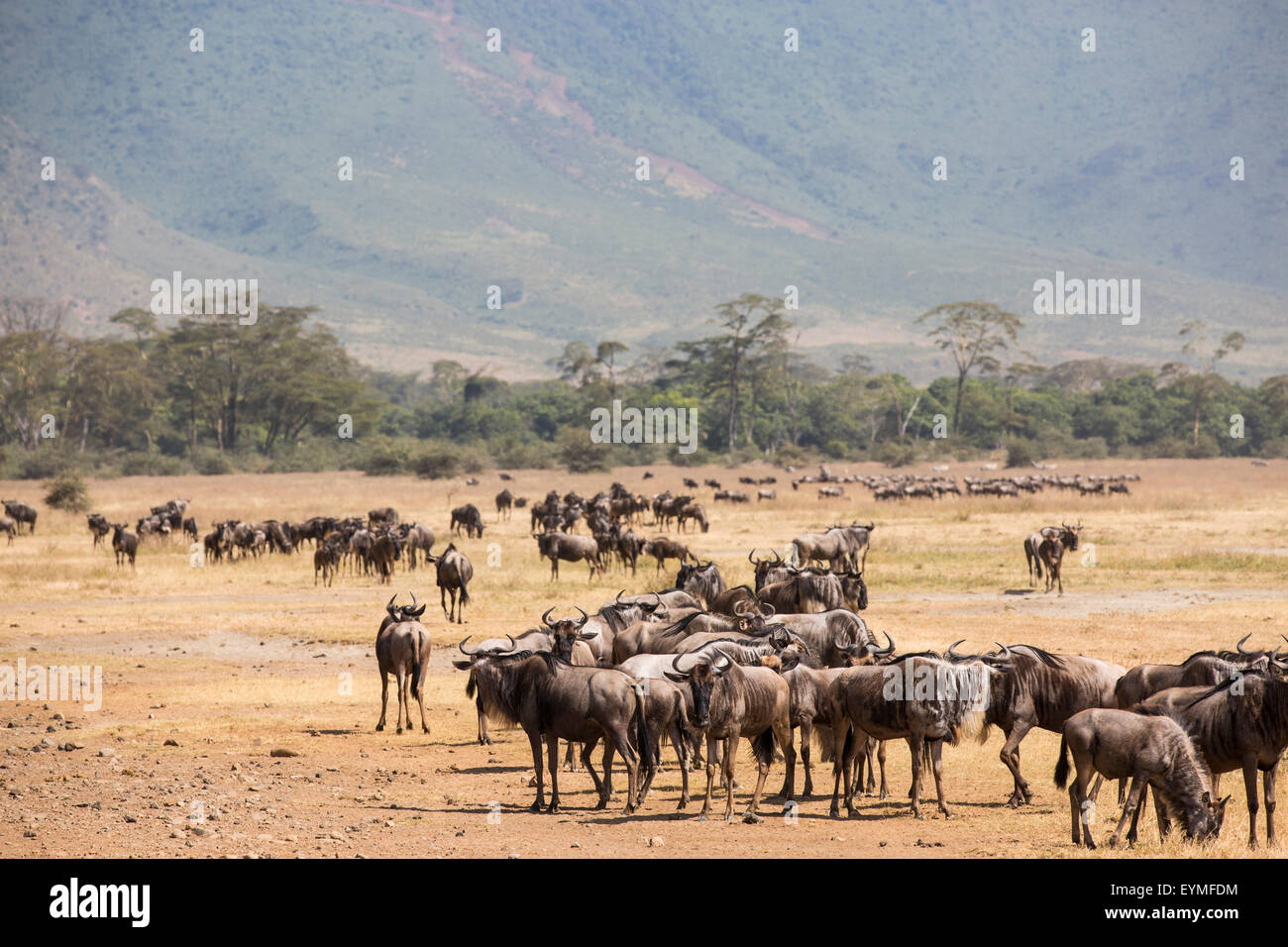 tanzania-region-arusha-serengeti-national-park-ngorongoro-crater