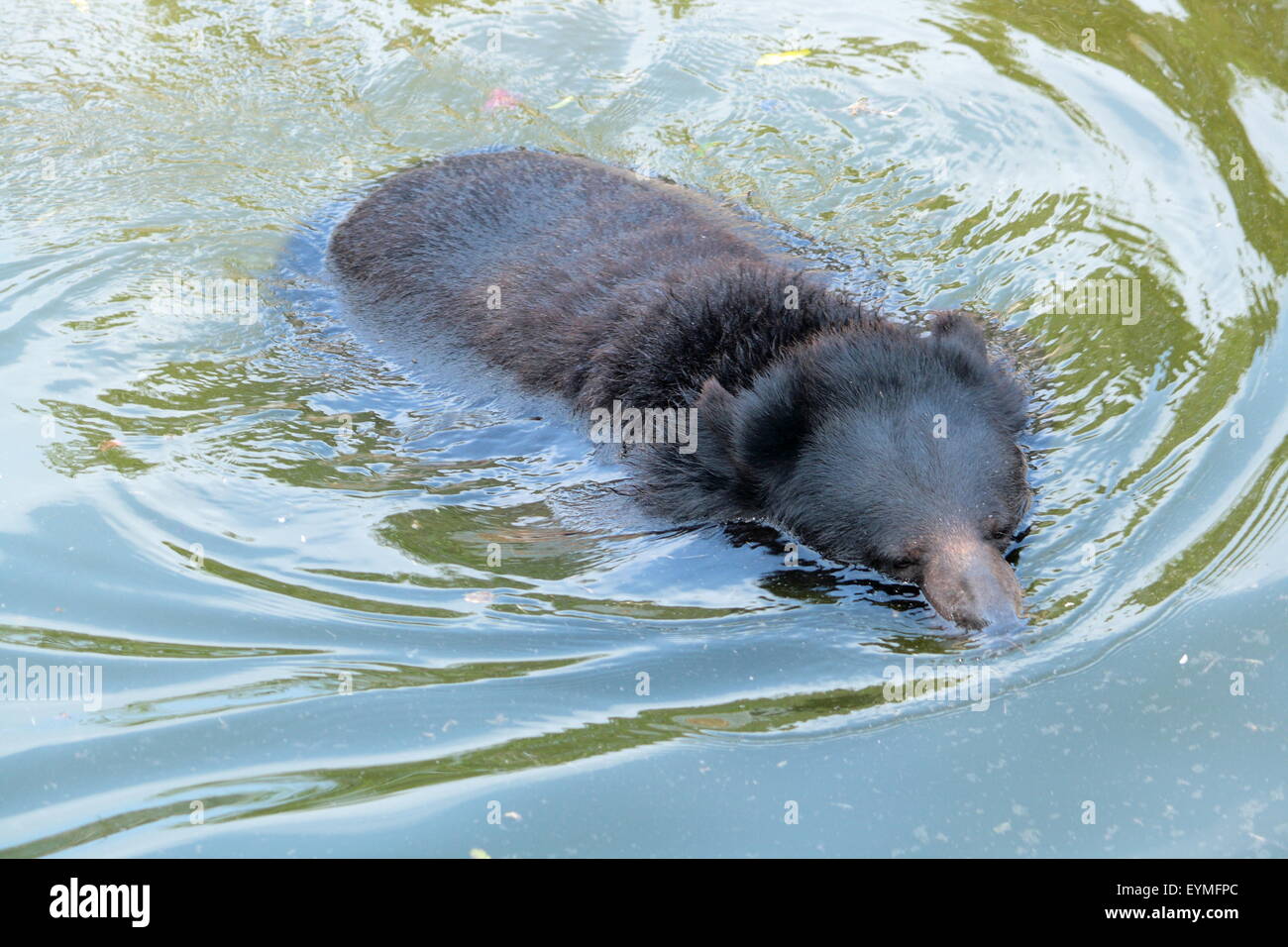 Himalayan Black Bear ( Selenarctas Thibetanus ) India Stock Photo