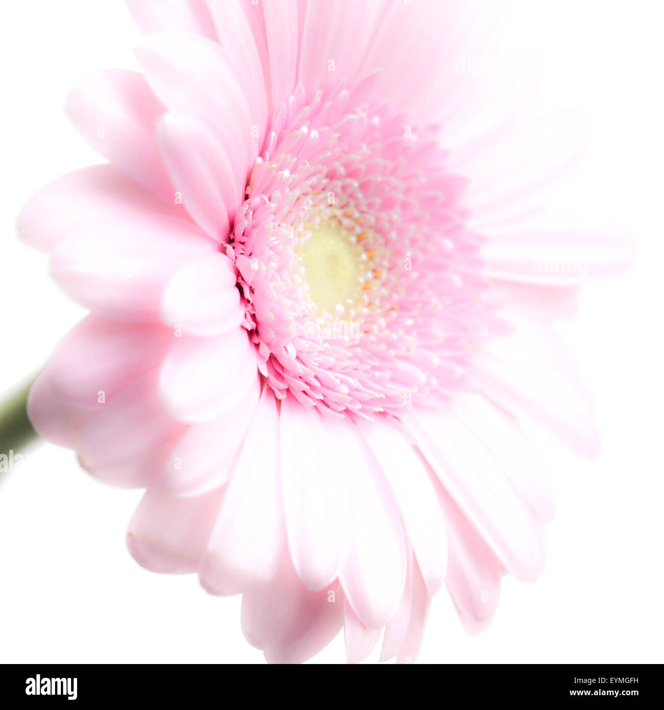 Gerbera in Rose Stock Photo - Alamy