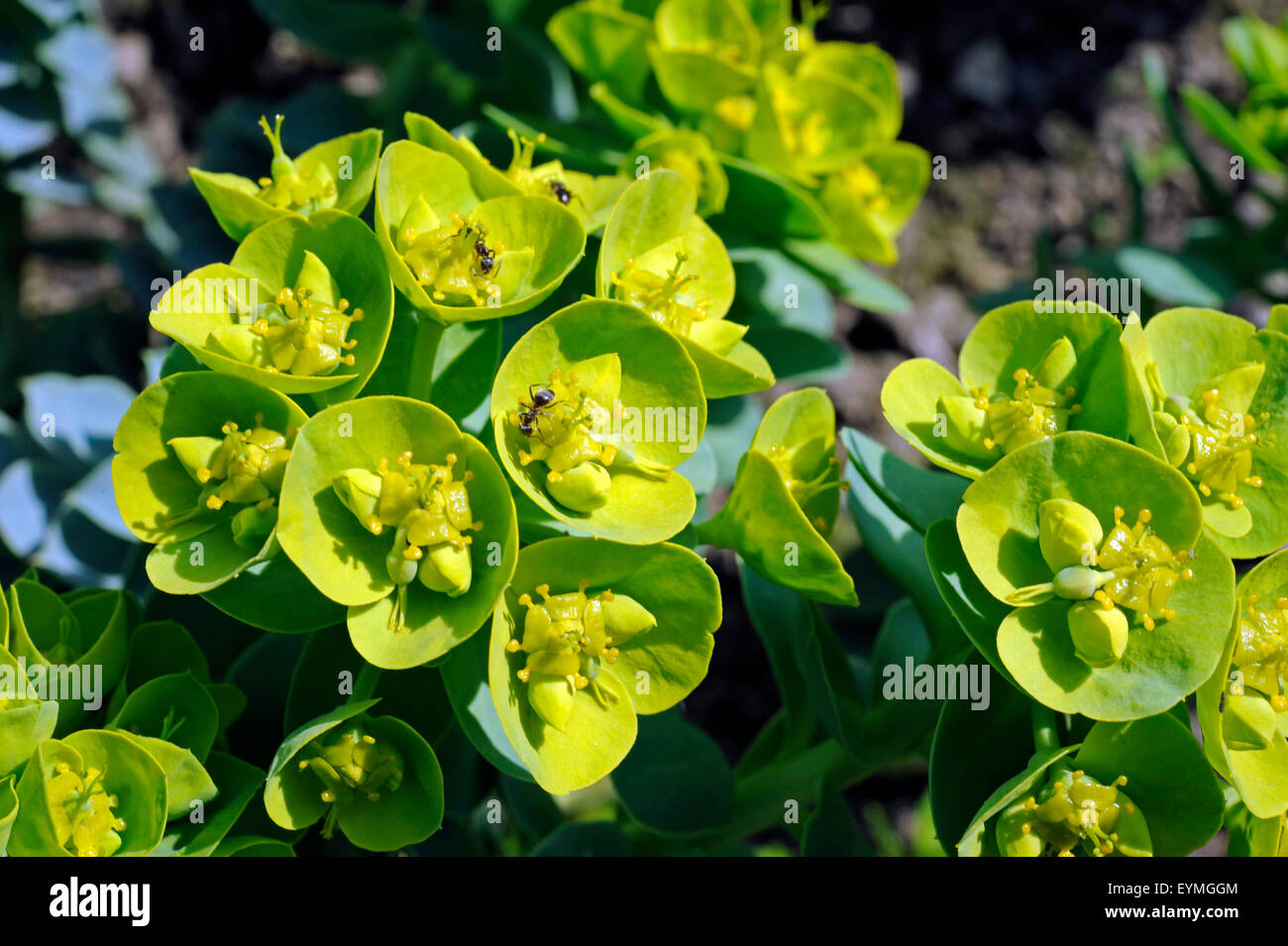 Multicolored spurge near insect visit blossoms at stone garden Stock Photo