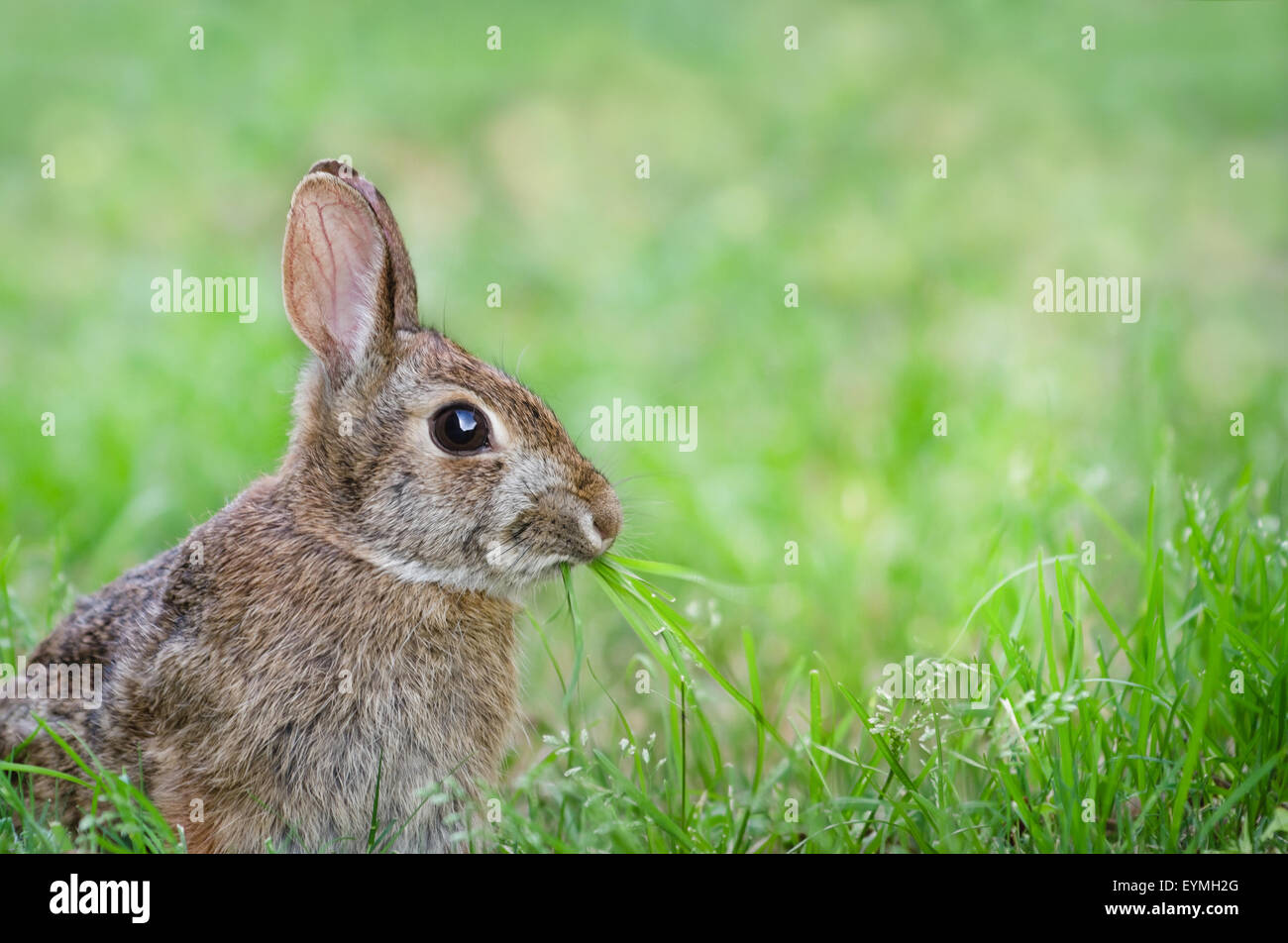 Cute Cottontail bunny rabbit munching grass in the garden Stock Photo ...