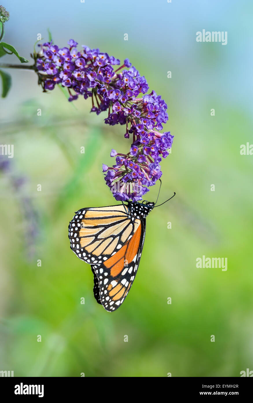 Monarch butterfly (Danaus plexippus) feeding on purple butterfly bush ...