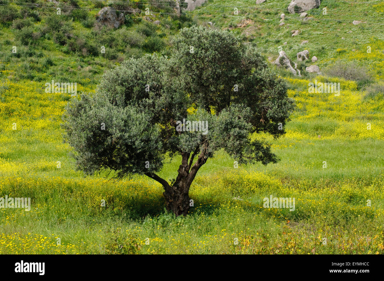 Blooming meadow and olive tree at the Sea of Galilee, Galilee, Israel Stock Photo