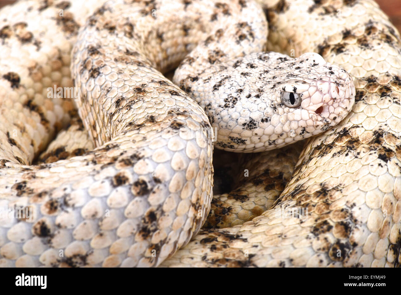 White Rattlesnake