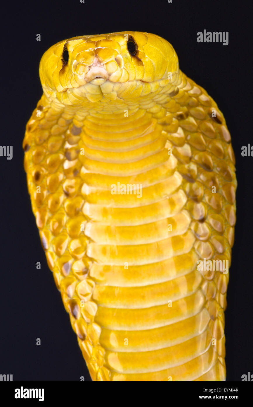 Cape Cobra Naja Nivea Stock Photo Alamy
