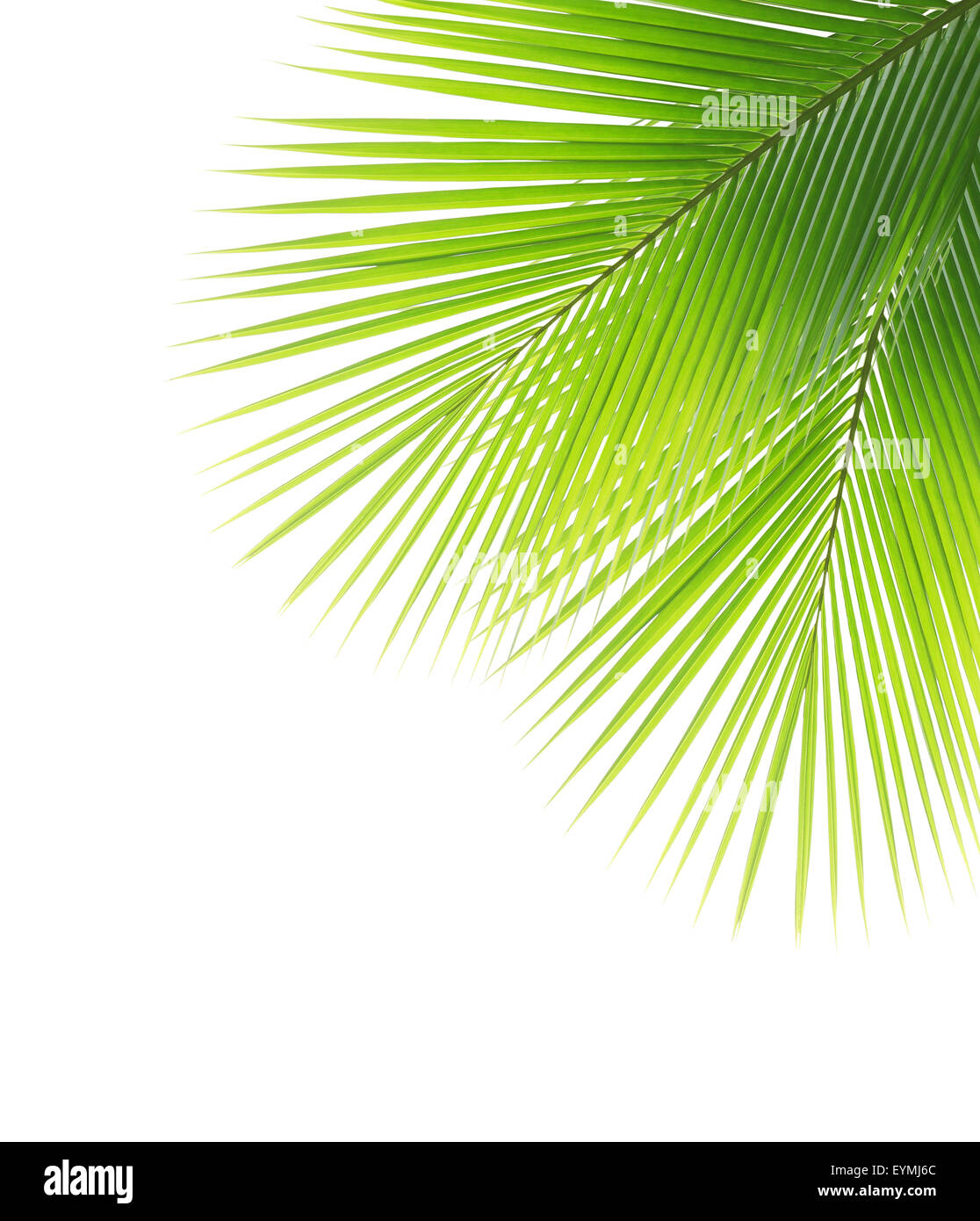 Green coconut leaf frame isolated on white background Stock Photo