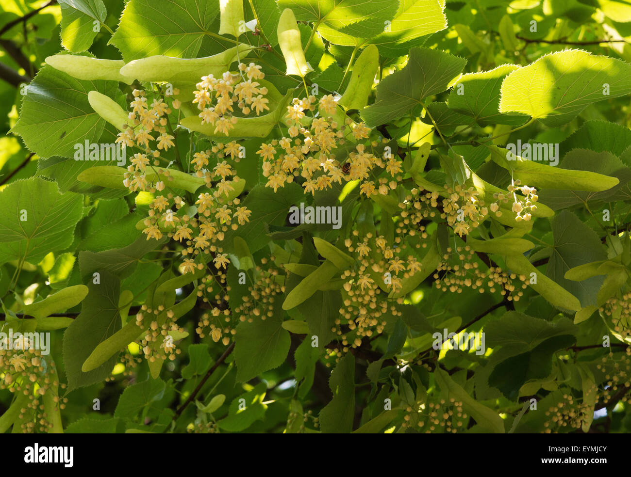 Lime tree flowers hires stock photography and images Alamy