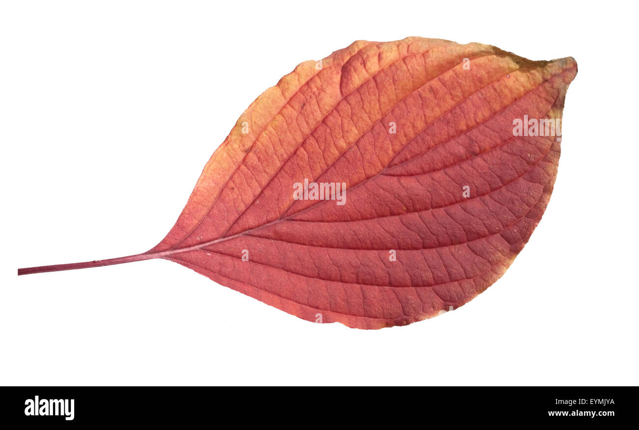 Riesen, Hartriegel, Cornus, Herbstfaerbung, Stock Photo