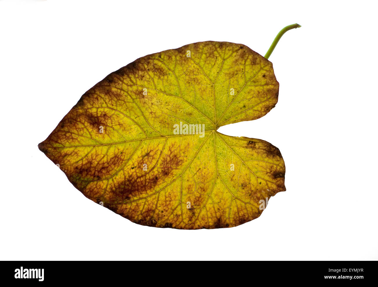 Zaunwinde, Convolvulus, Herbstfaerbung, Stock Photo
