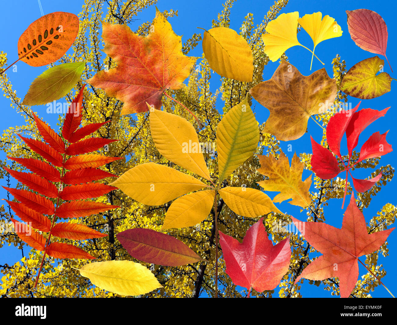 Herbstblaetter; bunt; leuchtend; Blatt; Blaetter; Stock Photo