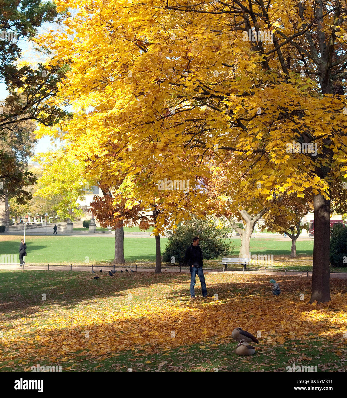 gelbe Herbstblaetter, Park Stock Photo - Alamy