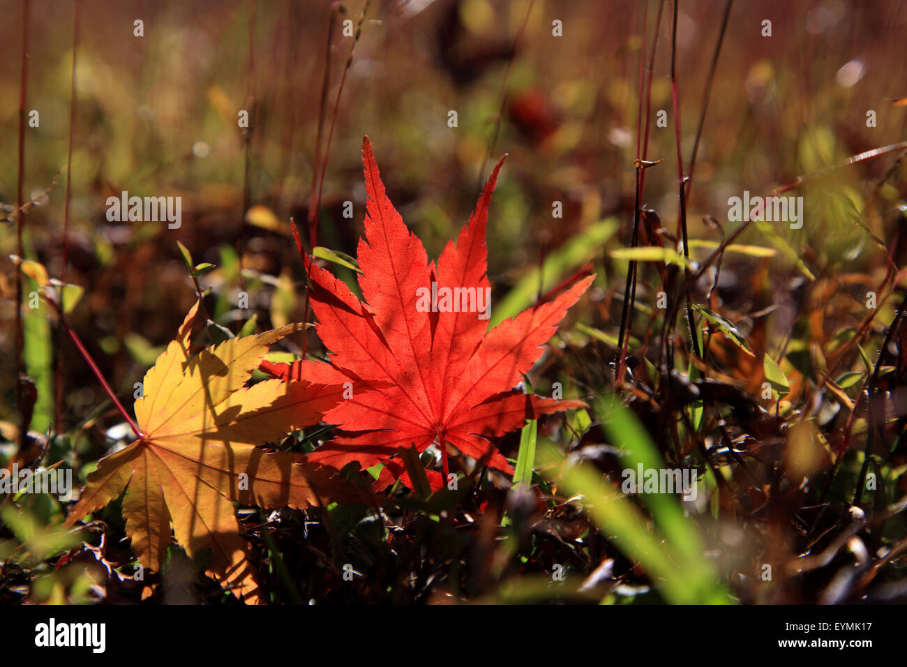 Vivid red maple leaves hi-res stock photography and images - Alamy